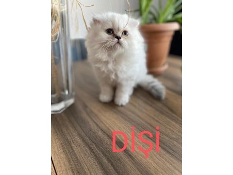 Sahiplendirme british longhair