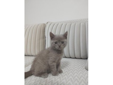 British shorthair yavrumuz yeni sahibini arıyor