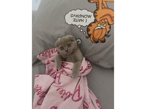 Safkan lilac scottish fold