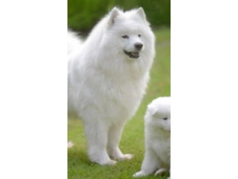Akkuş üretim çiftliğinden samoyed yavruları