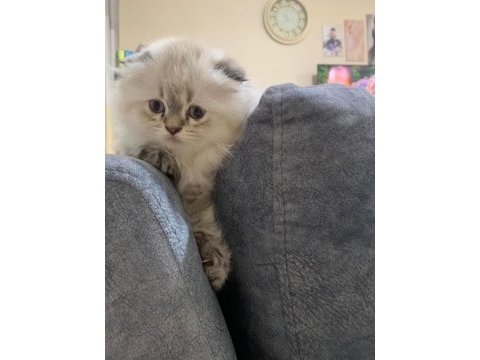 British longhair prenses yuvasını arıyor