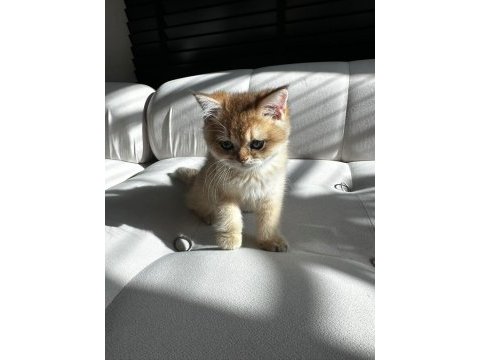 British longhair 3 aylık kediiz