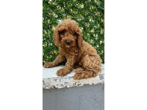 Poodle bebekleri