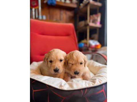 Burkem çiftliğimizden golden retriever dostunuz