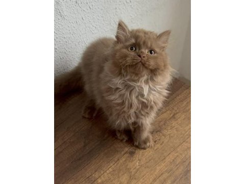Safkan british longhair cinnamon