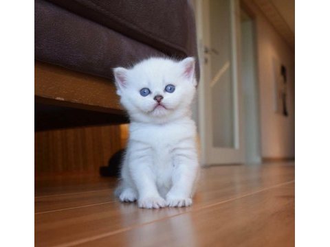 Mavi gözlü ve yeşil gözlü british shorthair