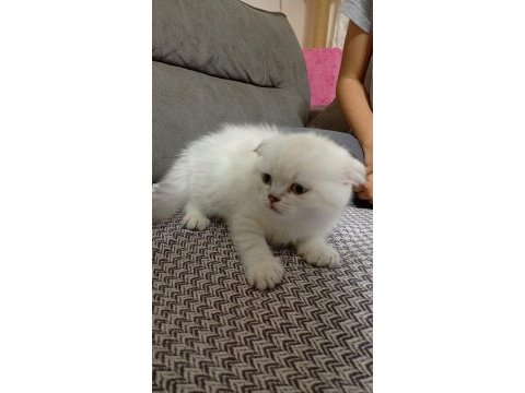 Scottish fold kediler