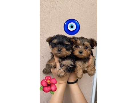 Safkan 0 numara yorkshire terrier bebekler