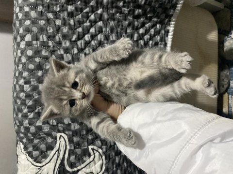 Safkan british shorthair yavrular