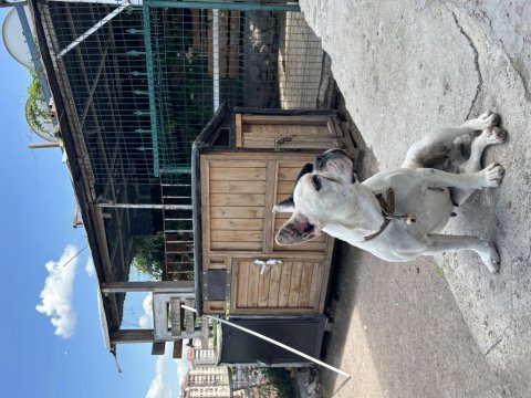 Orjinal french bulldog