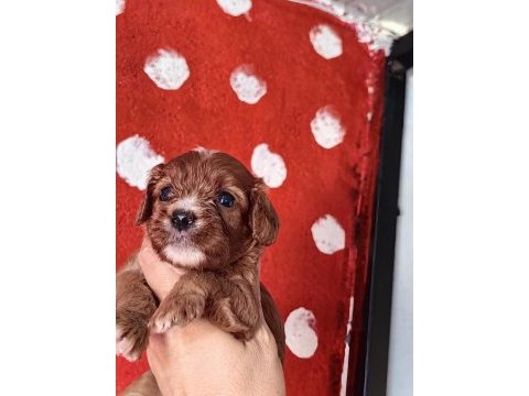 Toy poodle ayarında cavapo erkek bebekler