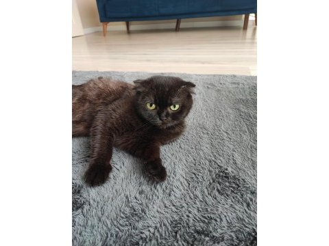 Acil sahiplendirme scottish fold