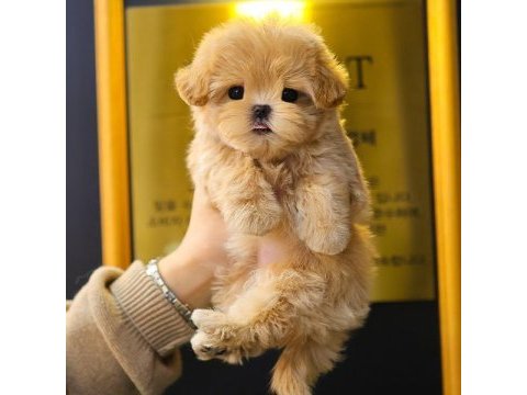 Kore poodle kızımın bebekleri