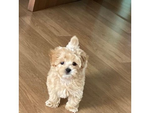 Zeki ve sevimli maltipoo bebişler