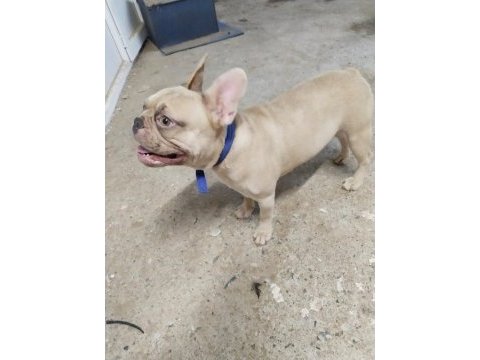 1 yaşında escobar egzotik silver fawn french bulldog