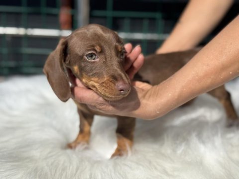 Petmode köpek çiftliğinden dachshund yavrumuz