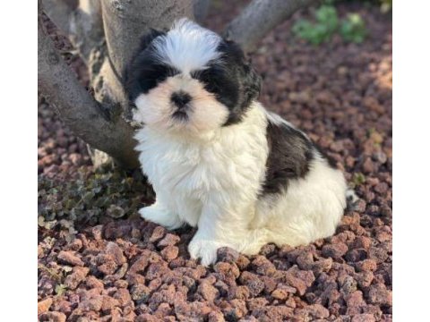 Irk ve sağlık garantili shih-tzu yavrular