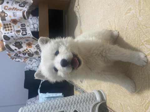 Dişi samoyed