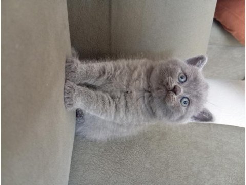 British shorthair 2 aylık