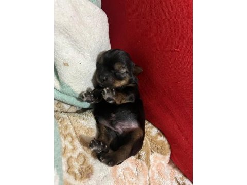 Sevimli ve bal yorkshire terrier oğlumuza yuva arıyoruz