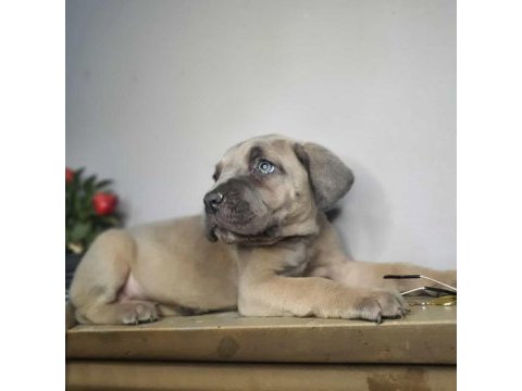 Egzotik cane corso yavrularım