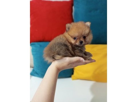Teacup pomeranian yavruları
