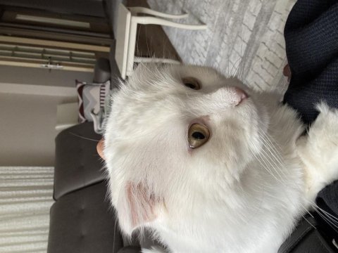 Scottish fold acil!