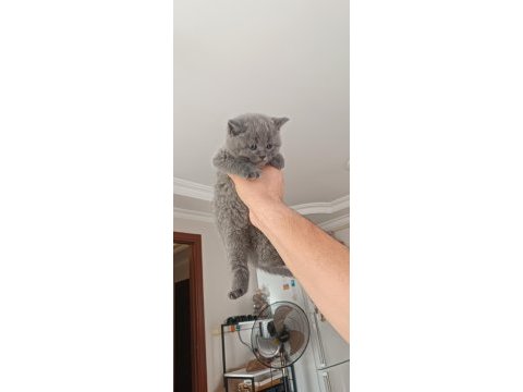 Safkan british shorthair cinsi yavrumuz teslime hazır