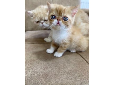 Exotic shorthair yavru erkek 2 aylık