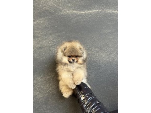 Teacup üst kalite pomeranian boo