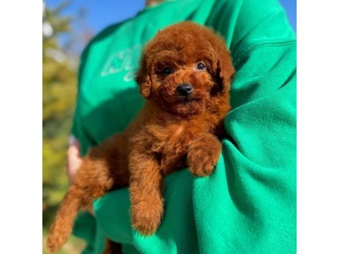 Toy poodle erkek yavrumuz