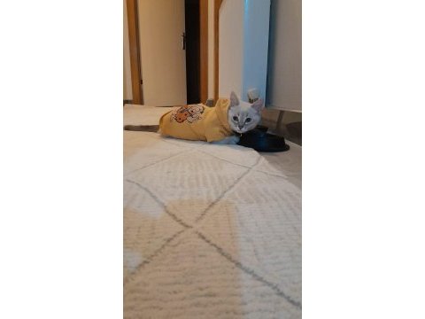 Dişi ve erkek iki british shorthair yavru sahibini bekliyor