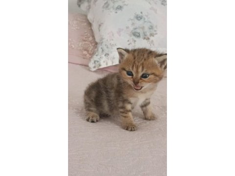 British shorthair tabby