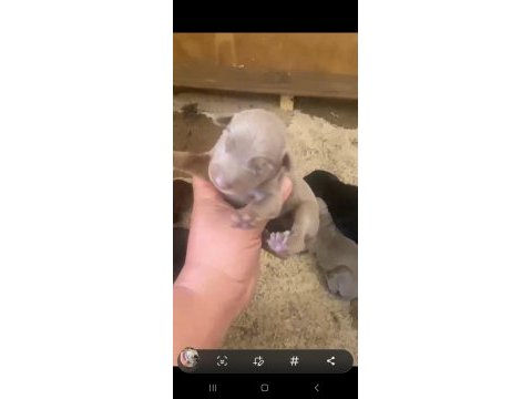 Doberman özel renk bebeklerimiz için acele edin