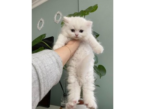 Safkan şecereli british longhair beyaz yavru