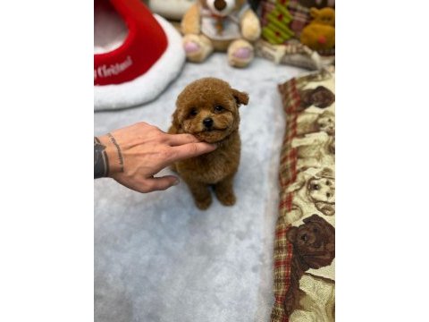 Kore toy poodle