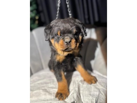 Gerçek macar rottweiler koca kafa yavrular en iyisi