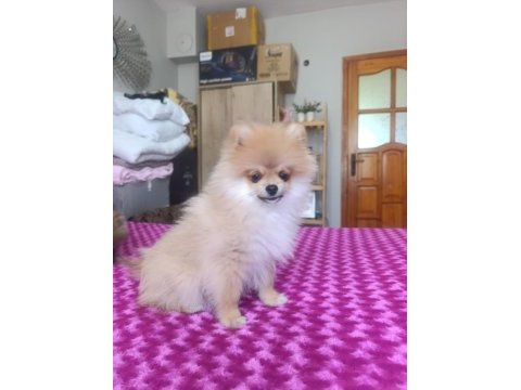 3 aylık erkek ;pomeranian yavrular