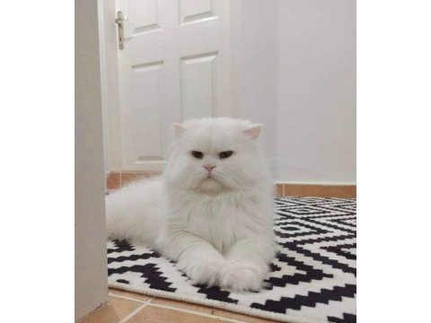 İran kedisi beyaz
