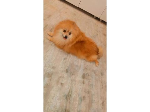 Ev ortamına alışkın çocuklarla arası çok iyi dişi pomeranian