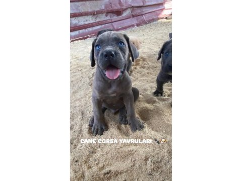 Dev premium cane corso yavruları