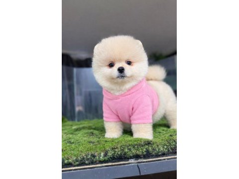 Pomeranian yavrularımız gelmiştir