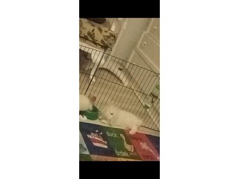 Beyaz hollanda lop tavşanı