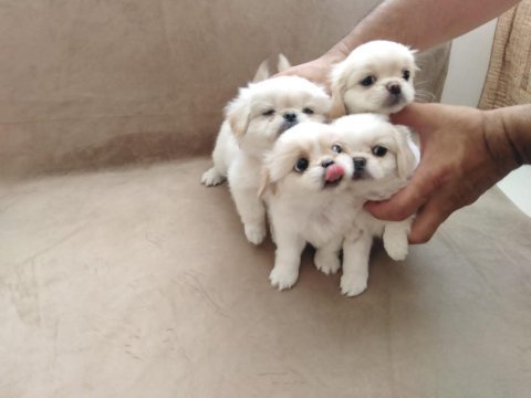 Orjinal emperyal pekingesse