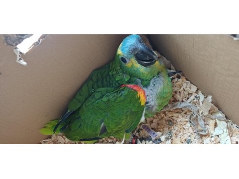Bebek blue front mavi alın amazon papağanı