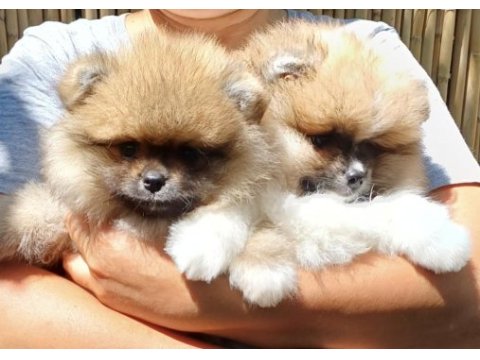 Pomeranian boo garantili erkek ve dişi