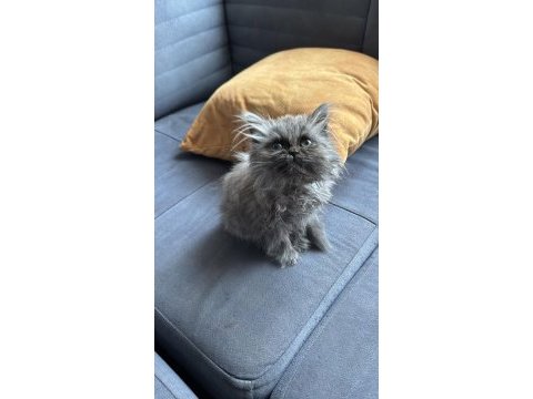 Safkan british longhair
