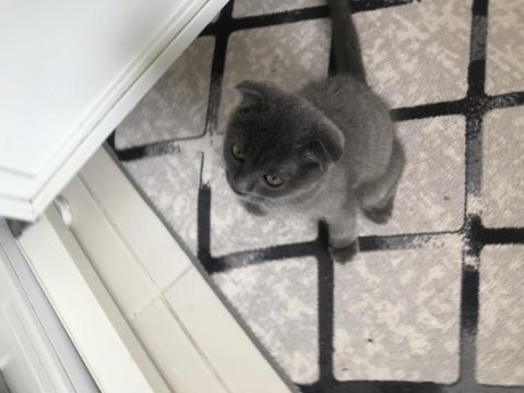 Kırık kulak erkek yavru
