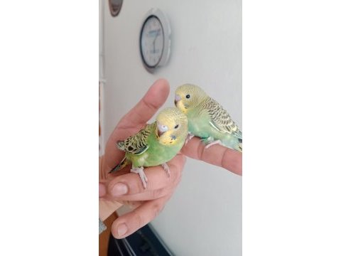 Muhabbet kuşlar yeni yeme düştüler sağlıklılar