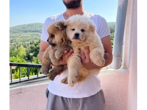 A kalite chow chow yavrularımız